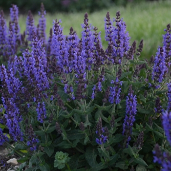 Salvia nemorosa ''Bumbleblue'' PP30084 (Sage) - Bumbleblue Sage