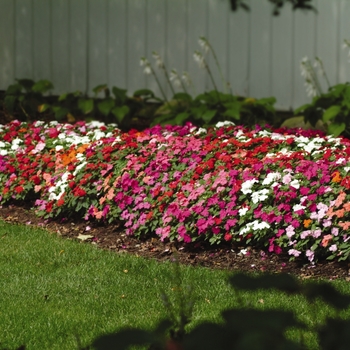 Impatiens walleriana ''Mix'' (Impatiens) - Super Elfin® Mix