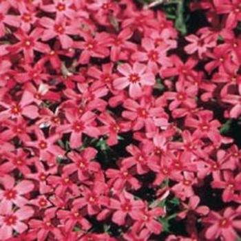 Phlox subulata (Assorted Creeping Phlox) - Assorted Creeping Phlox