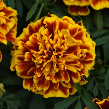 Tagetes patula ''Bee'' (French Marigold) - Bonanza Bee