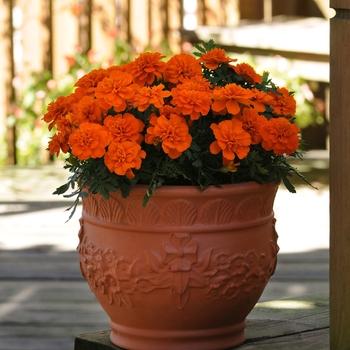 Tagetes patula ''Deep Orange'' (French Marigold) - Bonanza Deep Orange