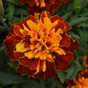 Tagetes patula ''Harmony'' (French Marigold) - Bonanza Harmony