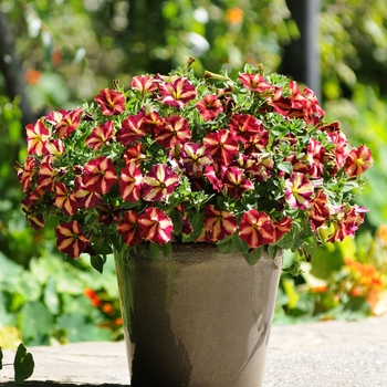 Petunia ''Cha-Ching Cherry'' Balpechay US7642436 (Petunia) - Cha-Ching Cherry Petunia