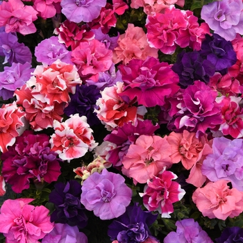 Petunia ''Mix'' (Petunia) - Double Madness™ Mix