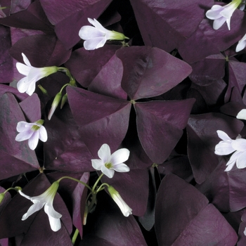 Oxalis ''JROXBURWI'' PP17557, Can 2949 (Shamrock) - Charmed® Wine