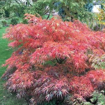 Acer palmatum ''Red Pygmy'' (Japanese Maple) - Red Pygmy Japanese Maple