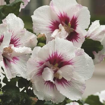 Hibiscus syriacus - ''Helene'' Rose of Sharon