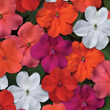 Impatiens walleriana - Beacon™ 'Select Mix'