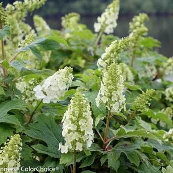 Hydrangea quercifolia ''Brenhill'' PP25106, Can5304 - Gatsby Gal® Oakleaf Hydrangea