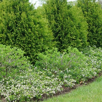 Aronia melanocarpa ''UCONNAM012'' PP31821, Can PBRAF - Ground Hug® Chokeberry