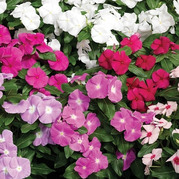 Catharanthus roseus ''Mix'' (Vinca) - Cora® Mix