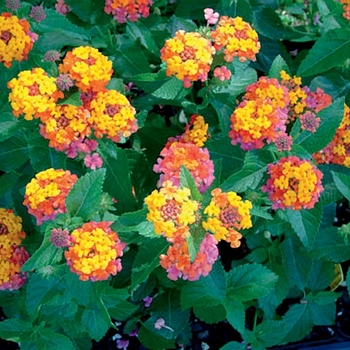 Lantana camara ''Bante Cheriasun'' PP19264 - Bandana® Cherry Sunrise