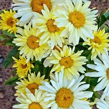 Leucanthemum x superbum ''Banana Cream'' PP23181, Can 4203 (Shasta Daisy) - Amazing Daisies® Banana Cream