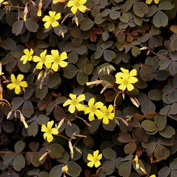 Zinfandel™ Oxalis