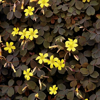 Oxalis vulcanicola ''Zinfandel™'' (Oxalis) - Zinfandel™ Oxalis