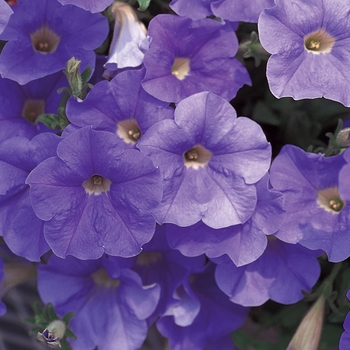 Petunia ''Keilavbu'' PP13542, Can 1303 (Petunia) - Surfinia® Sky Blue