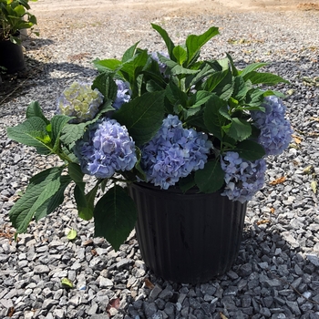 Hydrangea macrophylla ''Nikko Blue'' (Bigleaf Hydrangea) - Nikko Blue Bigleaf Hydrangea