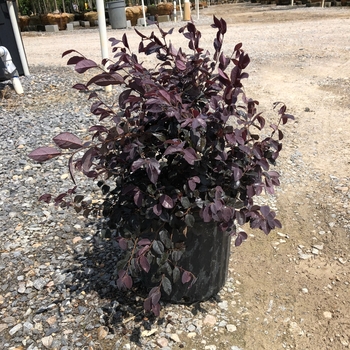 Loropetalum chinense ''Ruby'' (Chinese Fringe Flower) - Ruby Chinese Fringe Flower