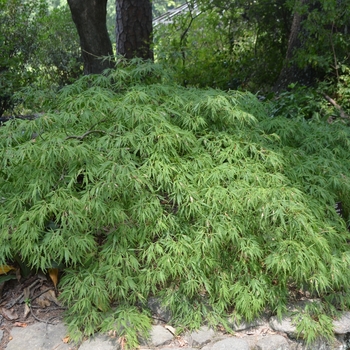 Acer palmatum dissectum ''Spring Delight'' (Spring Delight Laceleaf Maple) - Spring Delight Spring Delight Laceleaf Maple