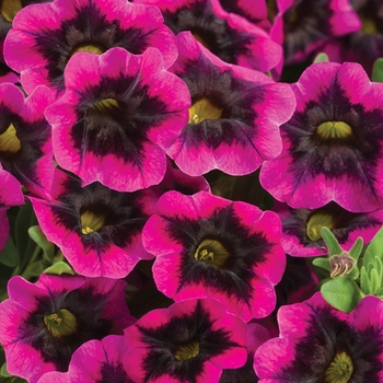 Calibrachoa ''BBCAL81801'' PPAF, Can PBRAF (Calibrachoa) - Superbells® Blackcurrant Punch™