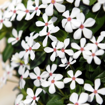 Catharanthus ''SUNCATFE 23'' PPAF (Vinca) - Soiree kawaii® White Peppermint