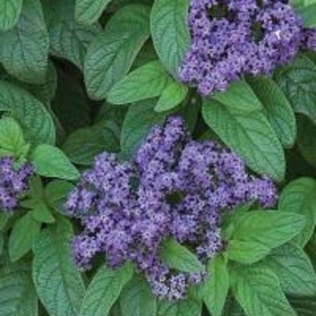 Heliotropium arborescens ''Fragrant Blue'' PP11326 (Heliotrope) - Fragrant Blue Heliotrope