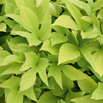 Ipomoea batatas ''Sweet Caroline Light Green'' PP15028, Can 2975 (Sweet Potato Vine) - Sweet Caroline Light Green Sweet Potato Vine