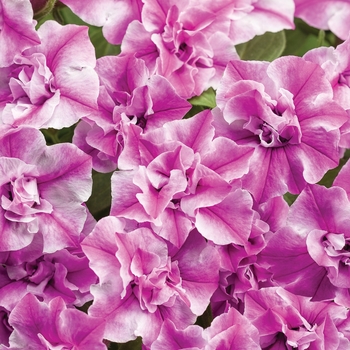 Supertunia® Sharon