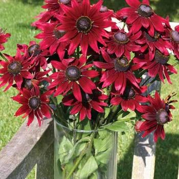 Assorted Black-Eyed Susan