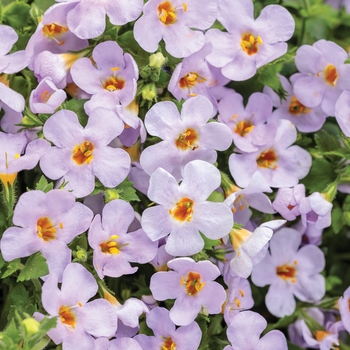Sutera cordata ''WINSUSNOGL'' PPAF, Can PBRAF (Bacopa) - Snowstorm® Glacier Blue™
