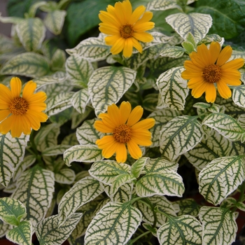 Heliopsis helianthoides var. scabra ''Sunburst'' (False Sunflower) - Sunburst False Sunflower