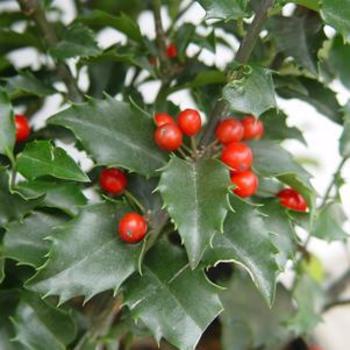 Ilex ''Centennial Dragon'' PP25659 (Holly) - Centennial Dragon Holly