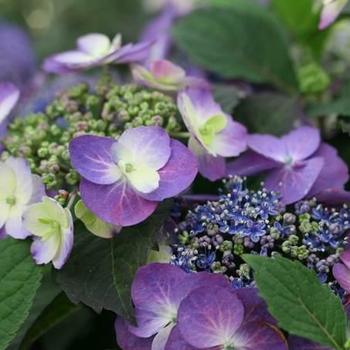 Hydrangea serrata ''MAK20'' PP24820, Can 4527 (Mountain Hydrangea) - Tuff Stuff™ Mountain Hydrangea