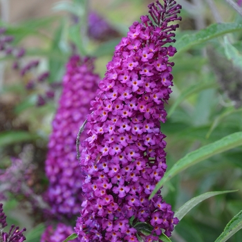 Buddleia davidii ''Magenta Munchkin'' PP28177 (Butterfly Bush) - Humdinger® Magenta Munchkin