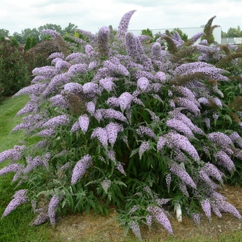 Buddleia ''Grand Cascade'' PP30868 (Butterfly Bush) - Grand Cascade Butterfly Bush