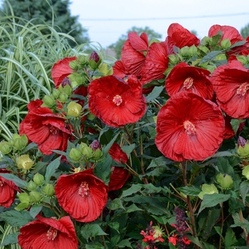 Hibiscus ''Cranberry Crush'' PP21984 (Rose Mallow) - Summerific® Cranberry Crush