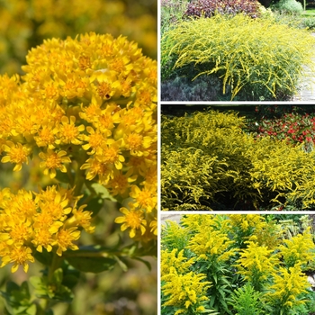 Solidago ''Multiple Varieties'' (Goldenrod) - Multiple Varieties Goldenrod