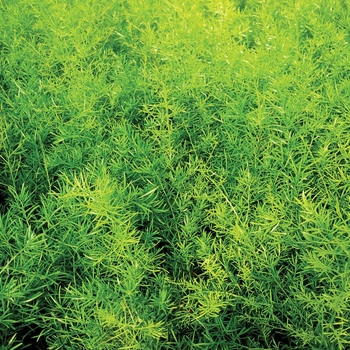 Asparagus densiflorus ''Sprengeri'' (Asparagus Fern) - Proven Accents® Sprengeri