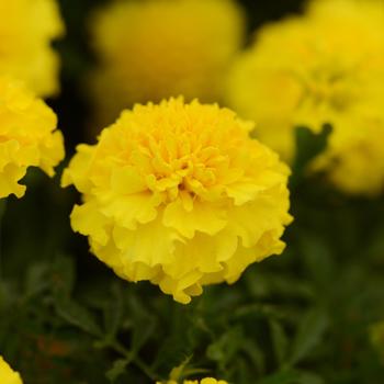 Tagetes patula - Hot Pak™ Yellow Crested French Marigold