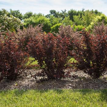 Physocarpus opulifolius ''UMNHarpell'' PP30792 - Fireside® Ninebark