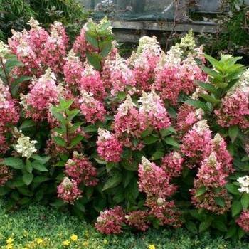 Hydrangea paniculata ''Flare™'' (Hydrangea) - Lava Lamp™ Flare™