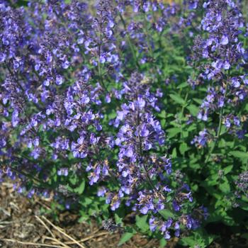 'Junior Walker™' Catmint