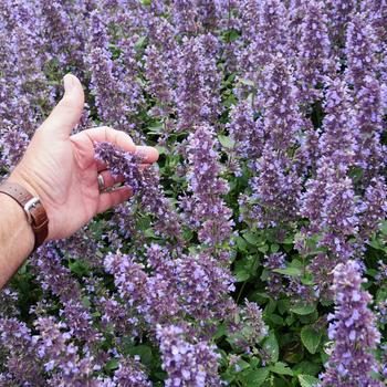 Nepeta x faassenii - Whispurr™ 'Blue'