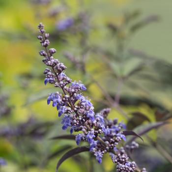 Vitex ''Bailtexone'' PP30283 (Chaste Tree) - Flip Side® Chaste Tree