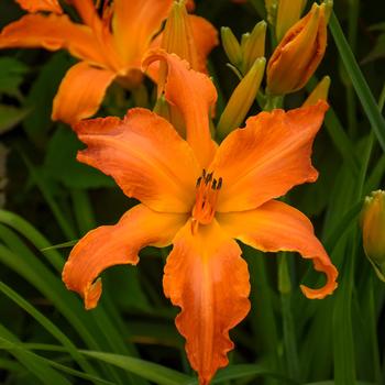 Hemerocallis ''Primal Scream'' (Daylily) - Rainbow Rhythm® Primal Scream