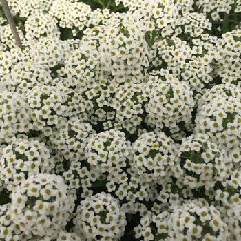 Lobularia ''White'' (Sweet Alyssum) - Passionaria™ White