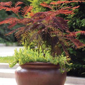 Albizia julibrissin ''Summer Chocolate'' PP13822 (Mimosa) - Summer Chocolate Mimosa