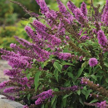 Buddleia ''Podaras 13'' PP22177 (Butterfly Bush) - Flutterby Petite® Tutti Fruitti Pink