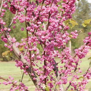 Cercis canadensis ''Pink Pom Poms'' PP27630 (Eastern Redbud) - Pink Pom Poms Eastern Redbud