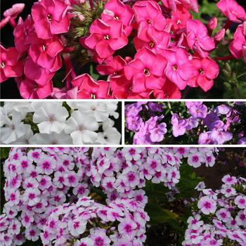 Phlox paniculata (Garden Phlox) - Garden Phlox